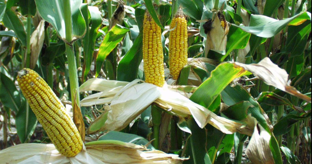 Investigan el robo de maiacutez valuado en 10 M en un campo- hay sospechosos identificados