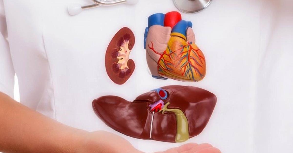 El INCUCAI aproboacute una teacutecnica histoacuterica- la revolucioacuten meacutedica que promete maacutes oportunidades en la donacioacuten de oacuterganos