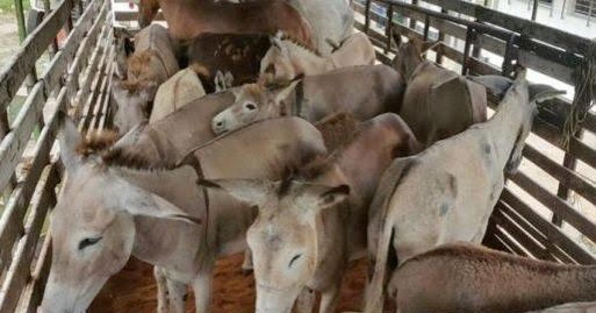 Cuatro demorados con 12 burros en un traacuteiler rumbo al matadero