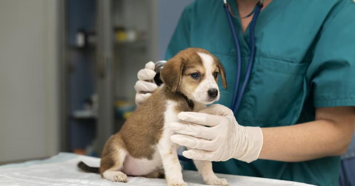 Dieron a conocer los puntos de inscripcioacuten para castrar mascotas