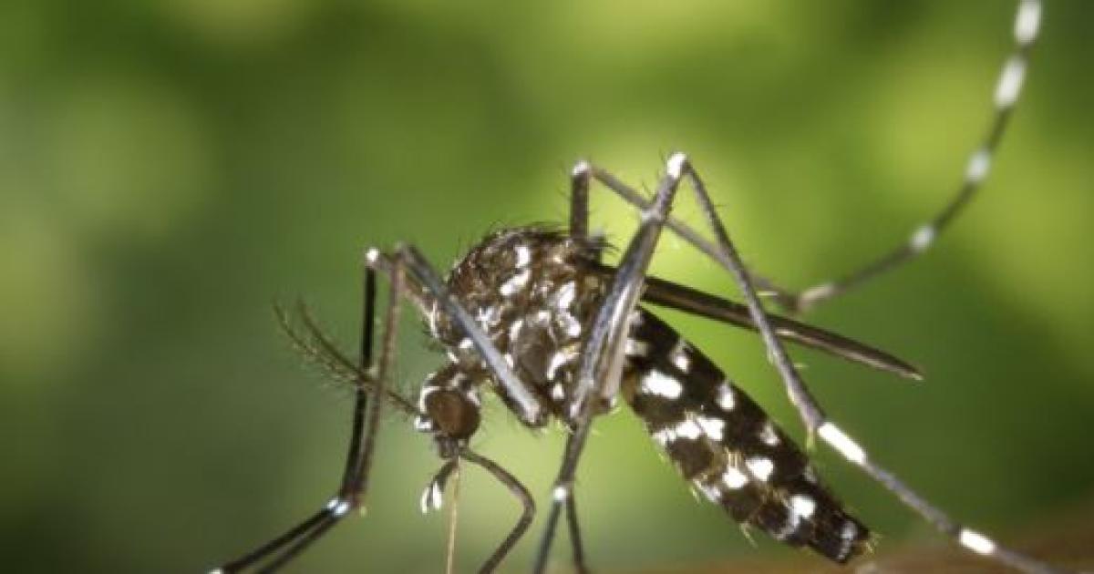 Chikungunya- se notificaron 21 nuevos casos