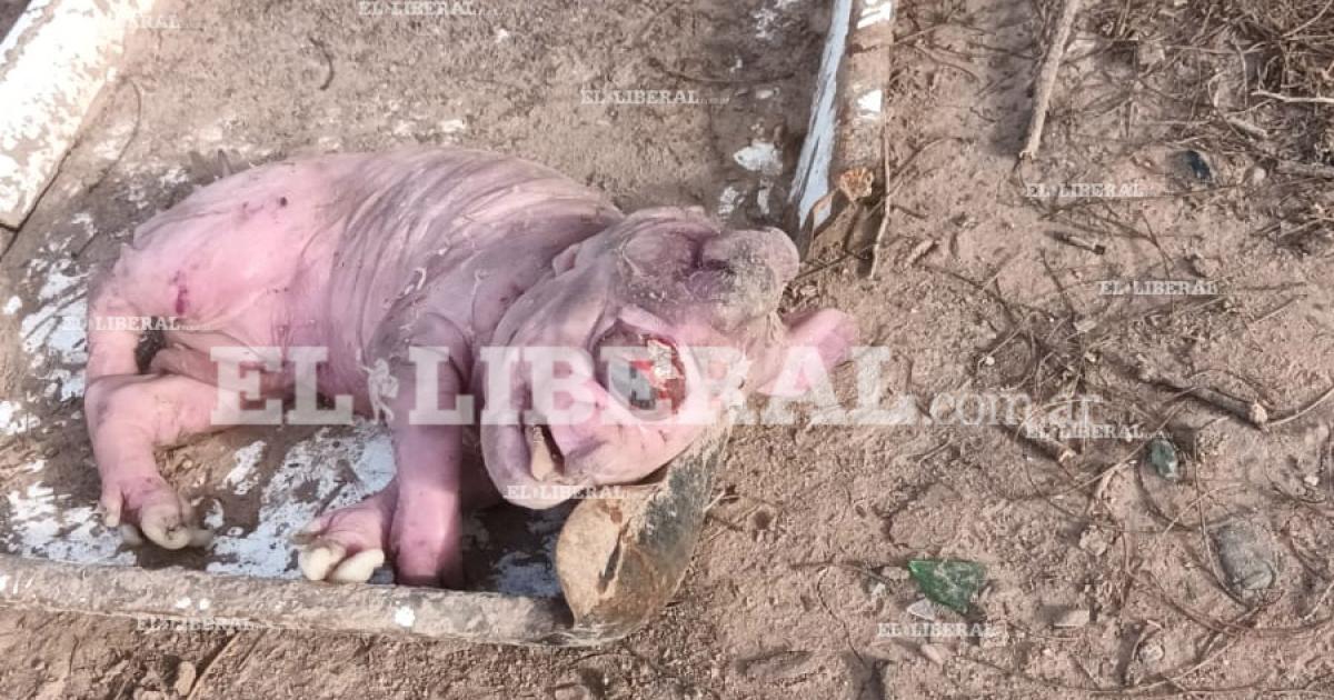 Weisburd- sorpresa por el nacimiento de tres lechones con graves malformaciones congeacutenitas
