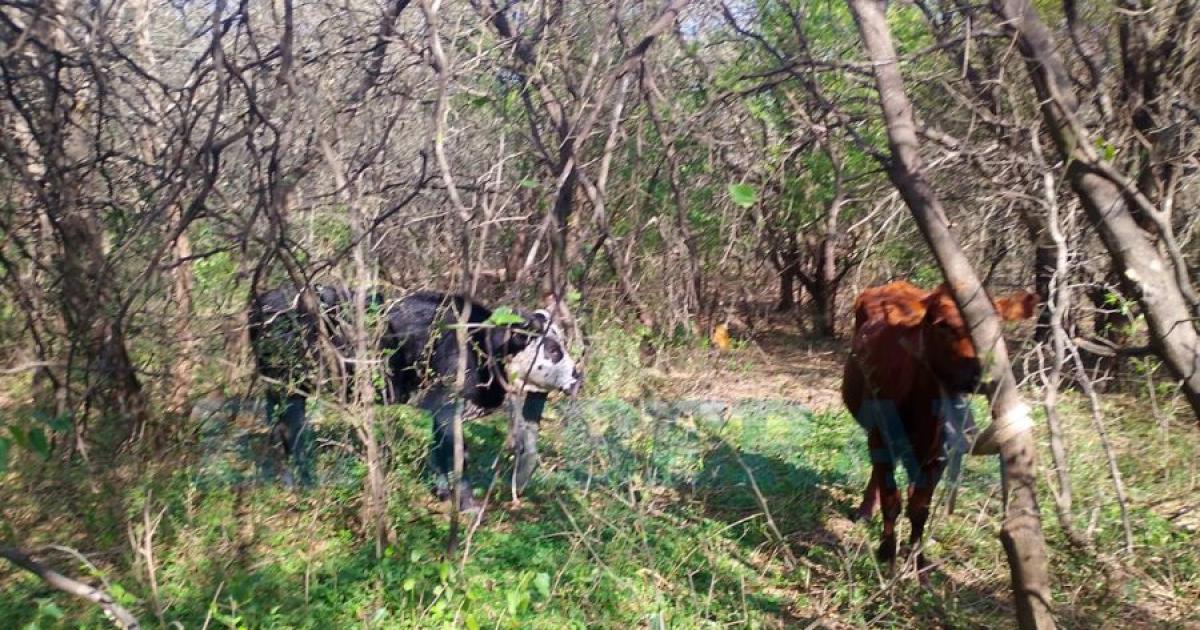 Frustran un intento de abigeato y recuperan dos vacunos ocultos en una zona montuosa