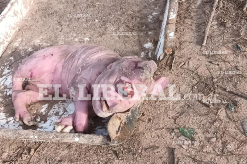 Weisburd- sorpresa por el nacimiento de tres lechones con graves malformaciones congeacutenitas