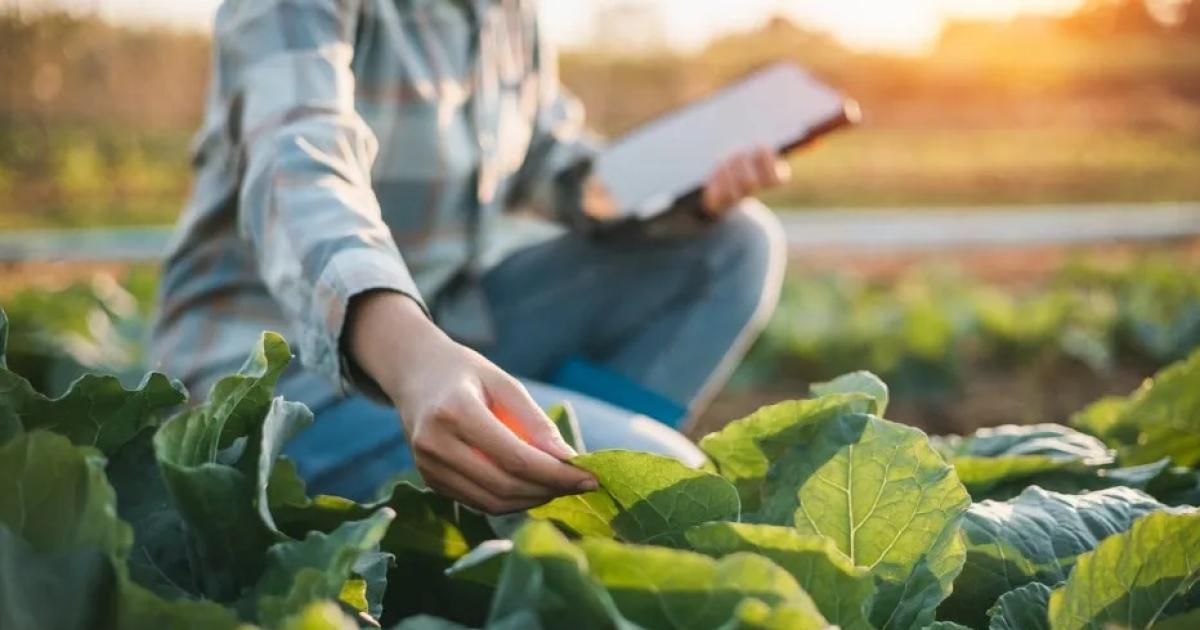 El Colegio de Ingenieriacutea Agronoacutemica organiza charlas para este mes