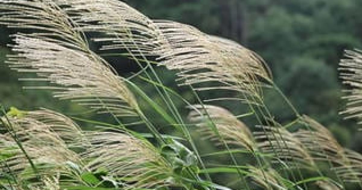 Croacutenica del viento