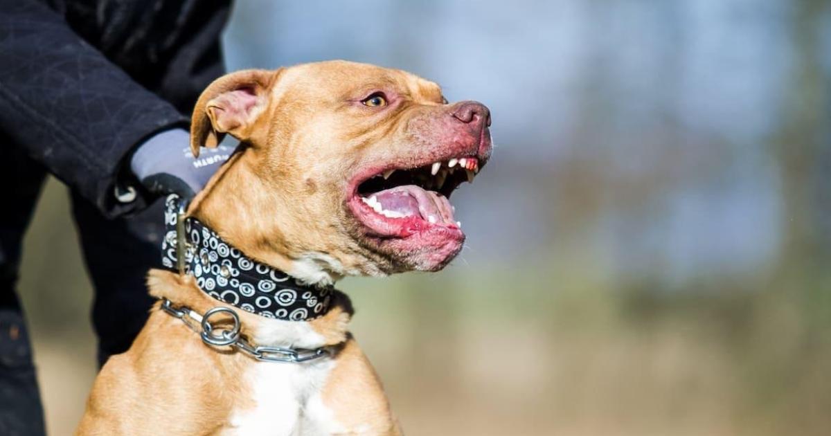 Un nene de 3 antildeos murioacute tras sufrir un brutal ataque de un pitbull