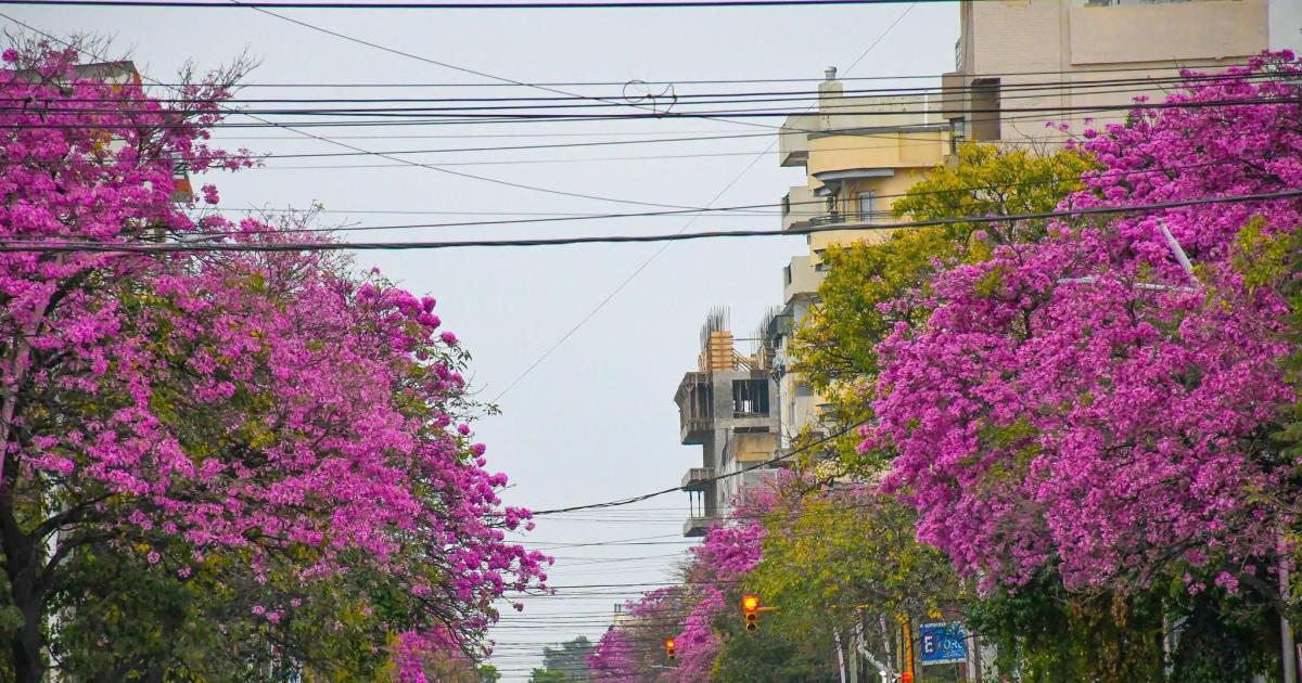Luz primavera en los lapachos Tu color Santiago la vida es como un camino Hasta el verano escibió el cantautor santiagueño Marcelo Perea en su obra Lapachos en primavera