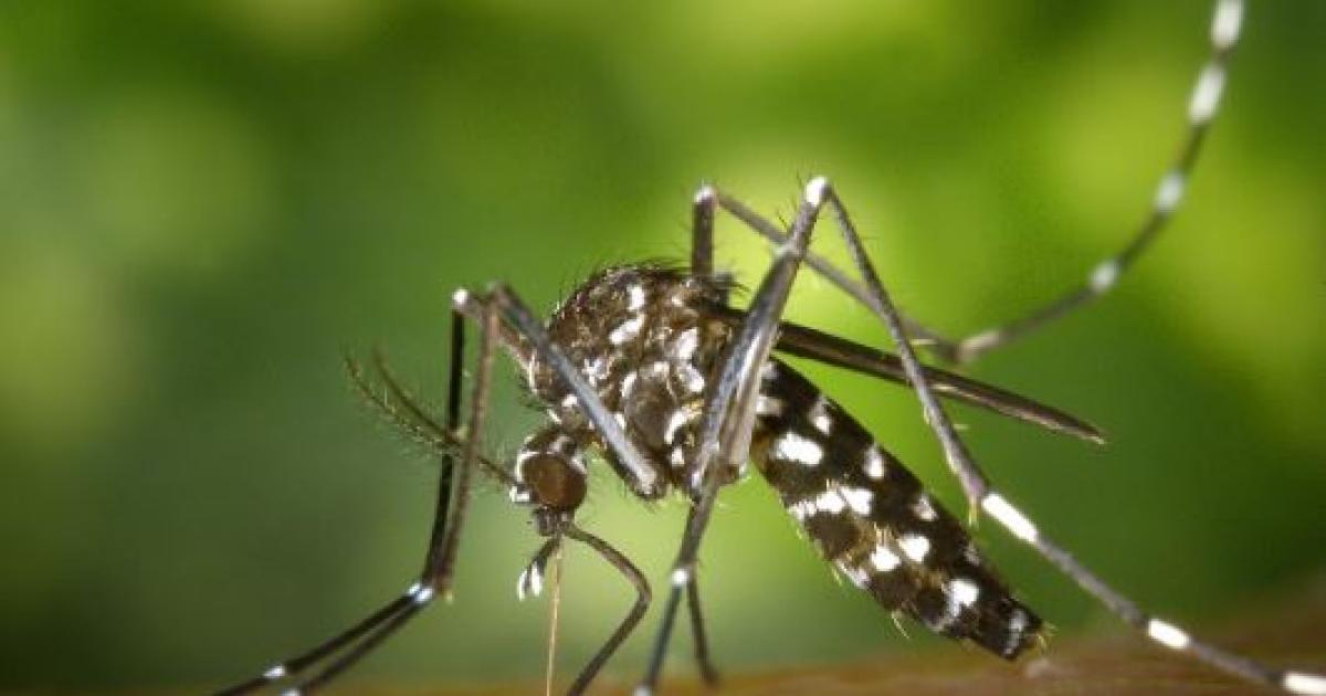 Dengue en invierno- iquestpor queacute el riesgo no desaparece con el friacuteo