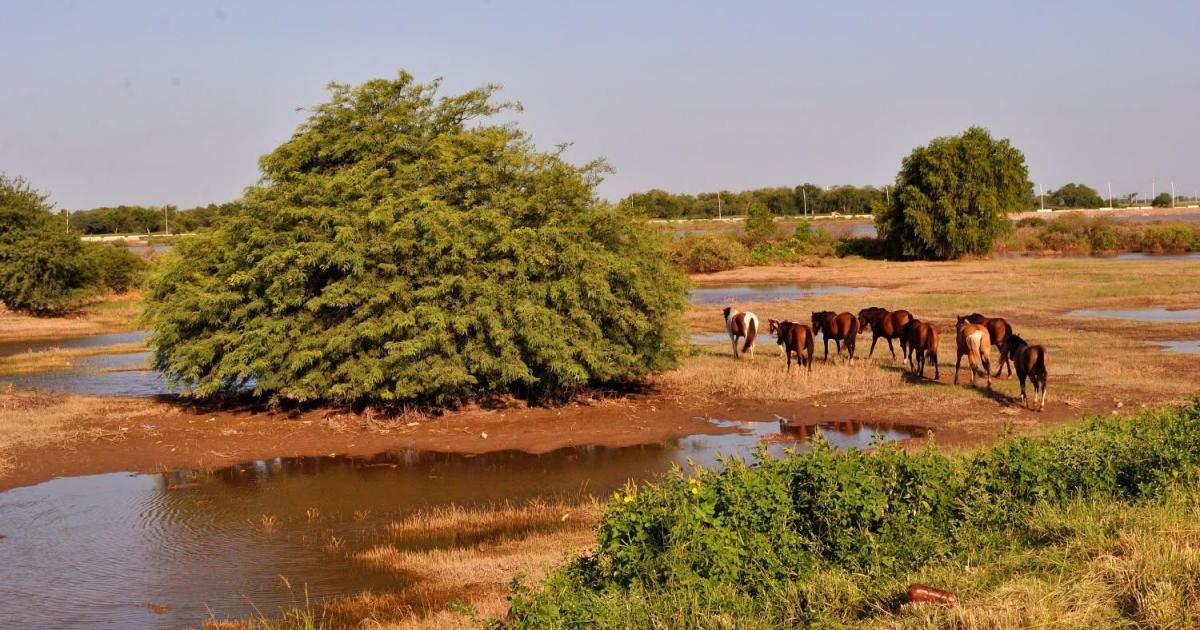 Investigadores de la Unse estudiaraacuten fauna del riacuteo Dulce