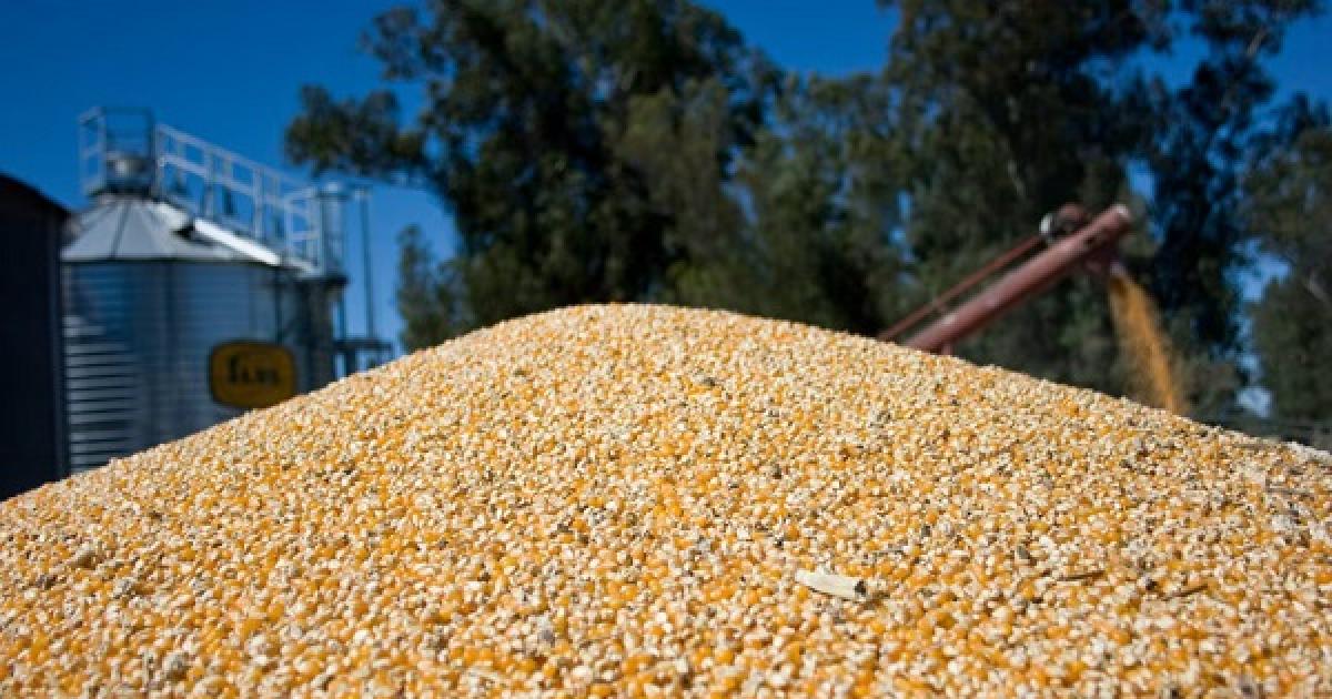 El campo aportaraacute retenciones por maacutes de US4600 M