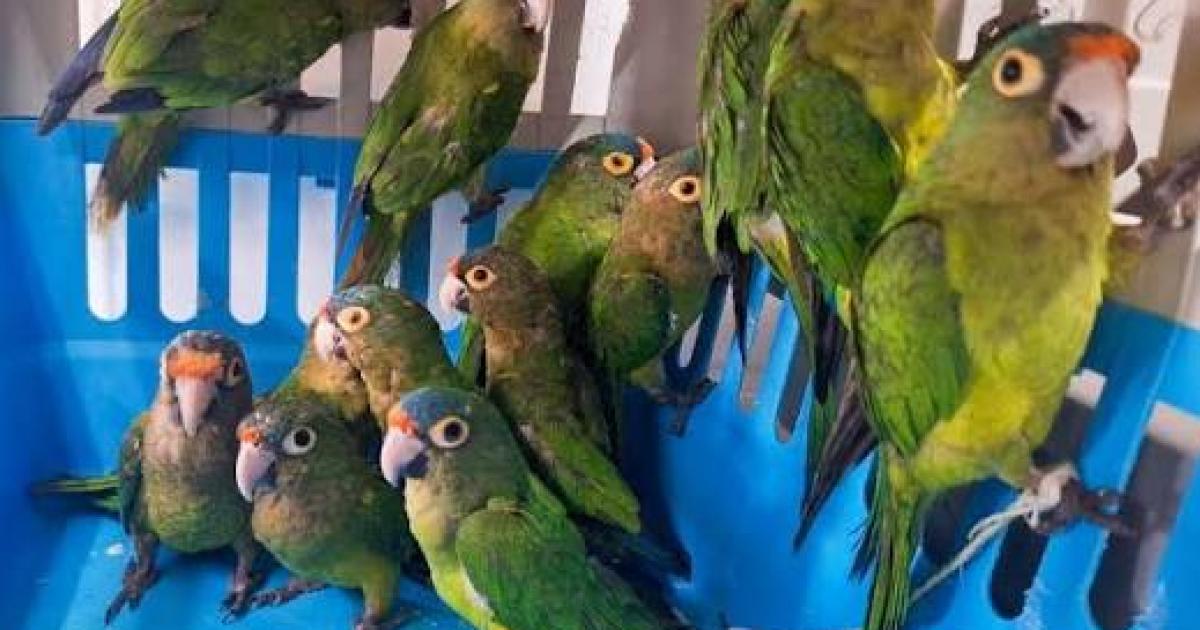 La Direccioacuten de Bosques liberoacute a decenas de aves en un decomiso
