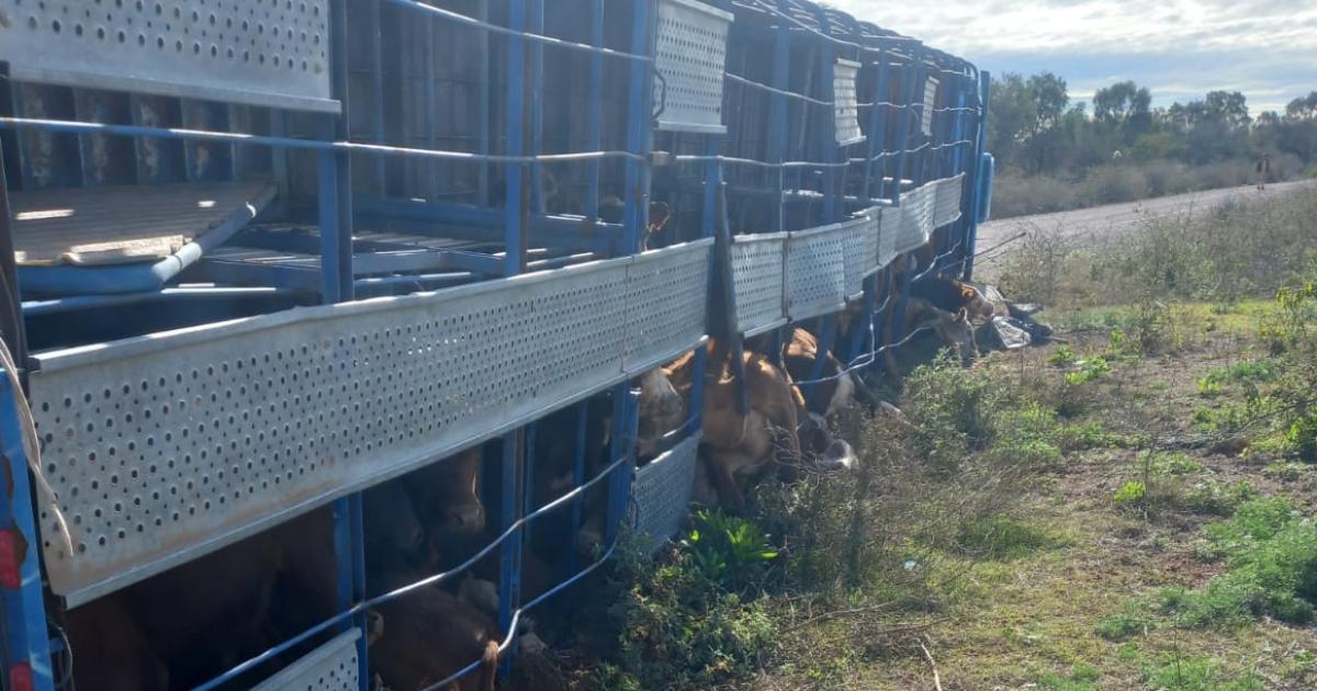 Vuelco de un camioacuten jaula que transportaba ganado en un camino de ripio