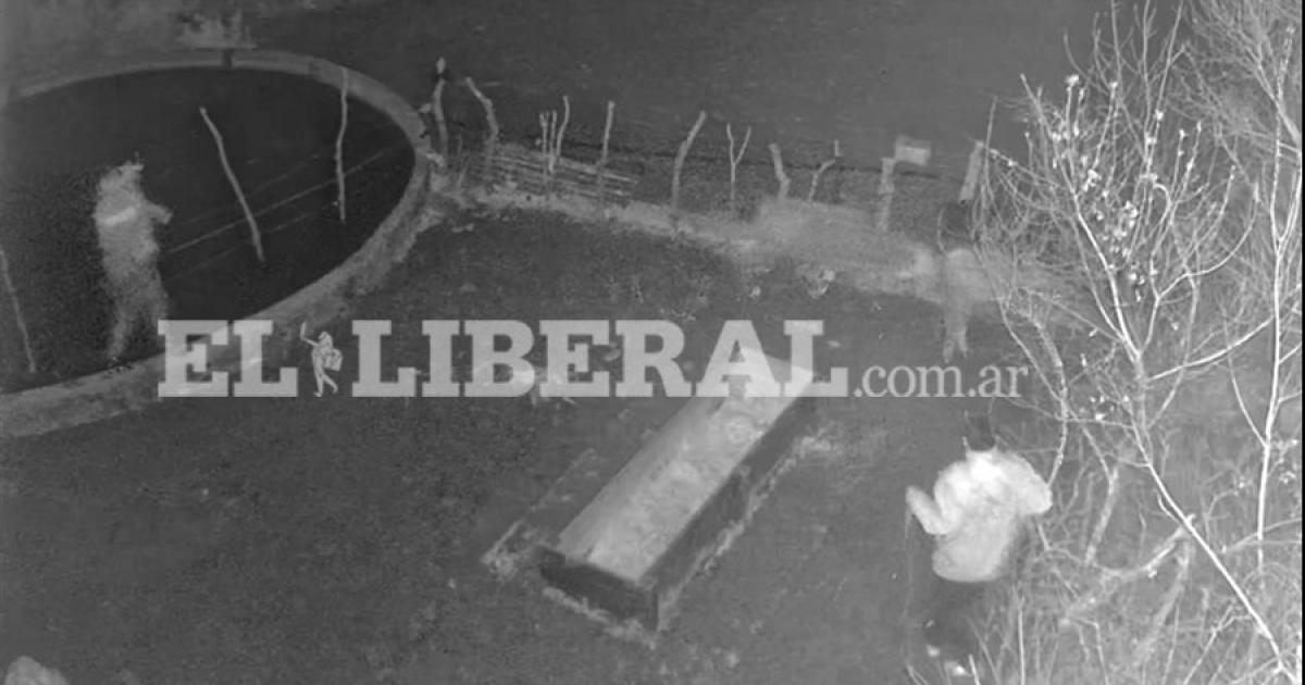 Caacutemaras de seguridad captaron el momento en que cuatreros robaron ganado en Real Sayana