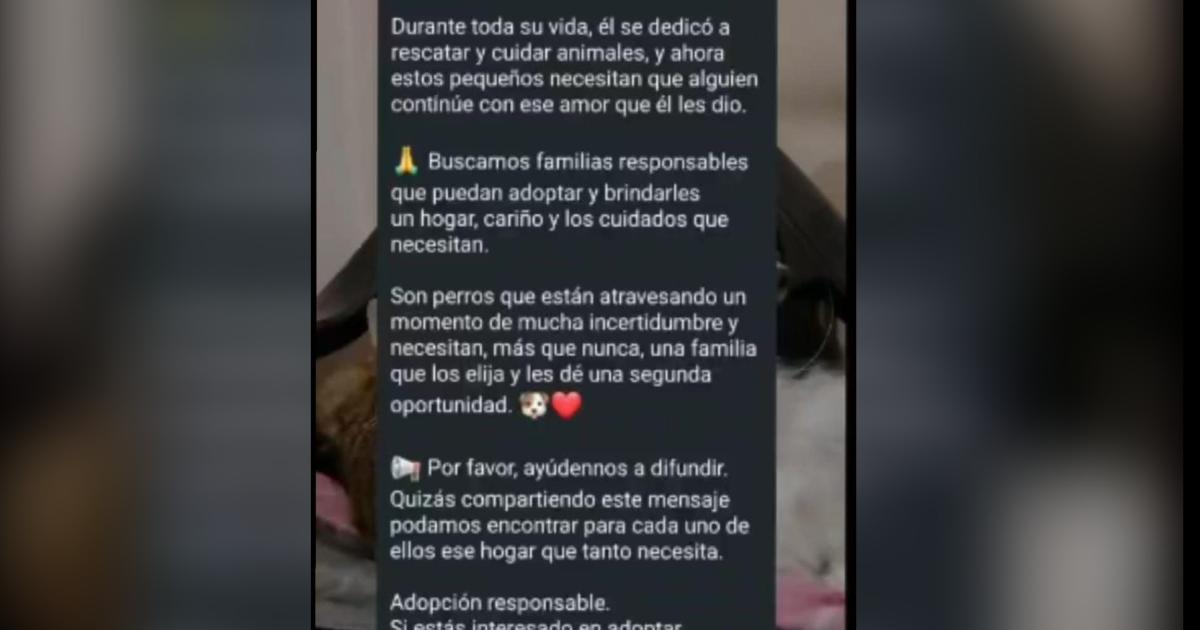 Buscan familias responsables para adoptar a 10 caniches tras el fallecimiento de su rescatista