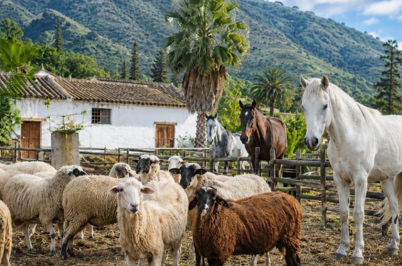 Buscan voluntarios en Espantildea para cuidar animales con alojamiento gratis