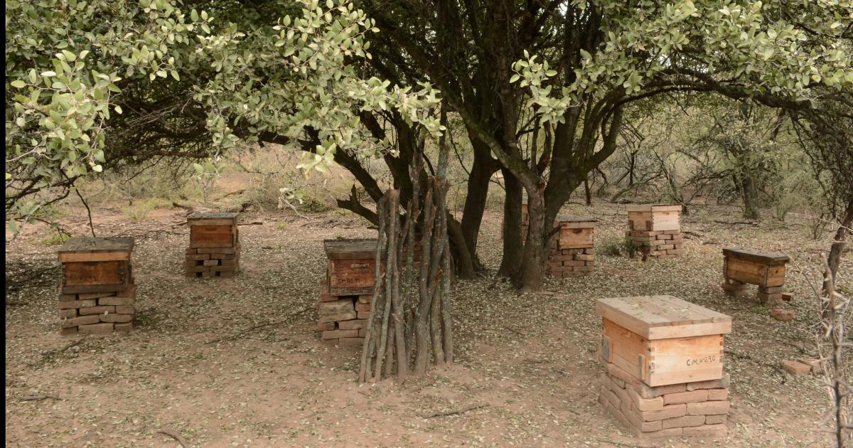 Roban colmenas valuadas en 7 millones en un establecimiento apiacutecola de el interior de Lavalle