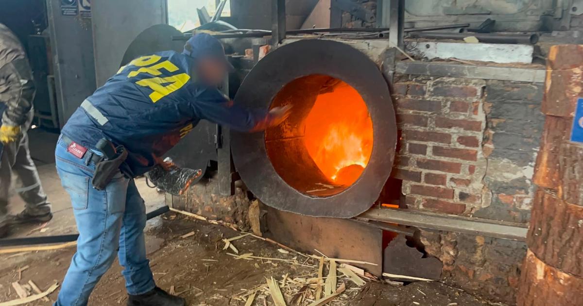 La Policiacutea Federal incineroacute maacutes de 940 kilos de marihuana secuestrados en operativos antidroga
