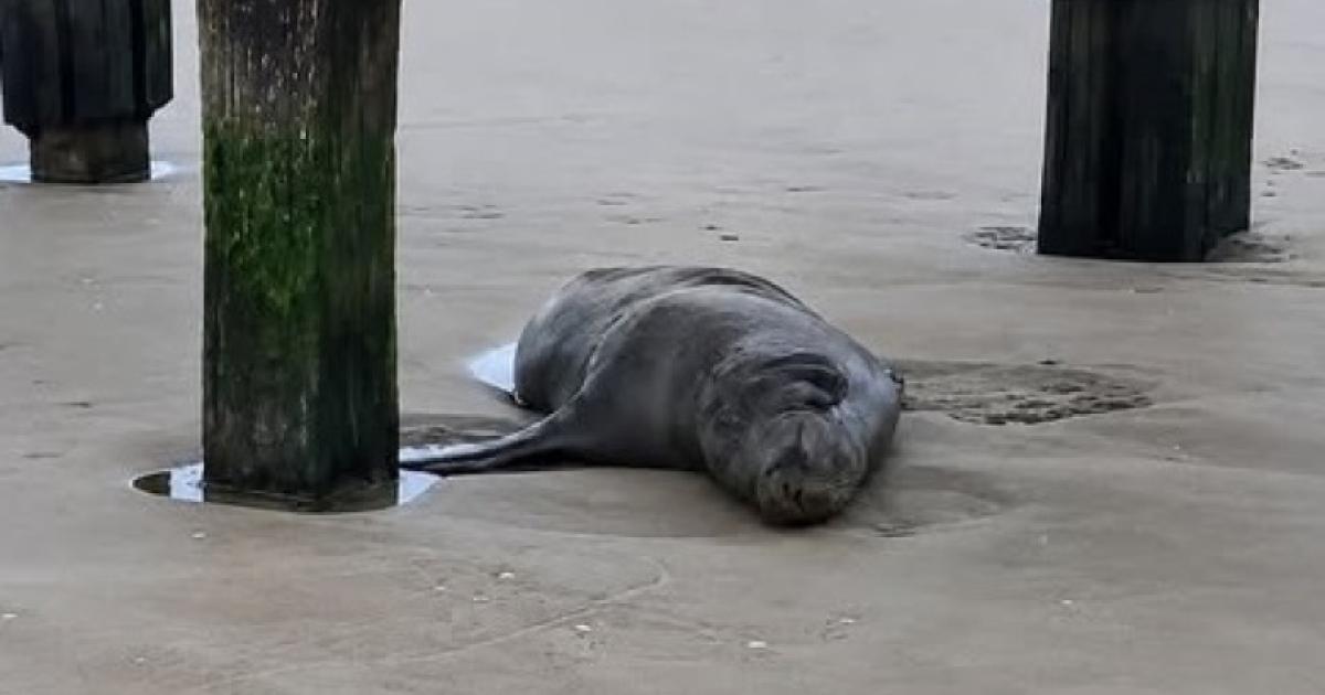 Investigan la muerte de un lobo marino baleado en las playas