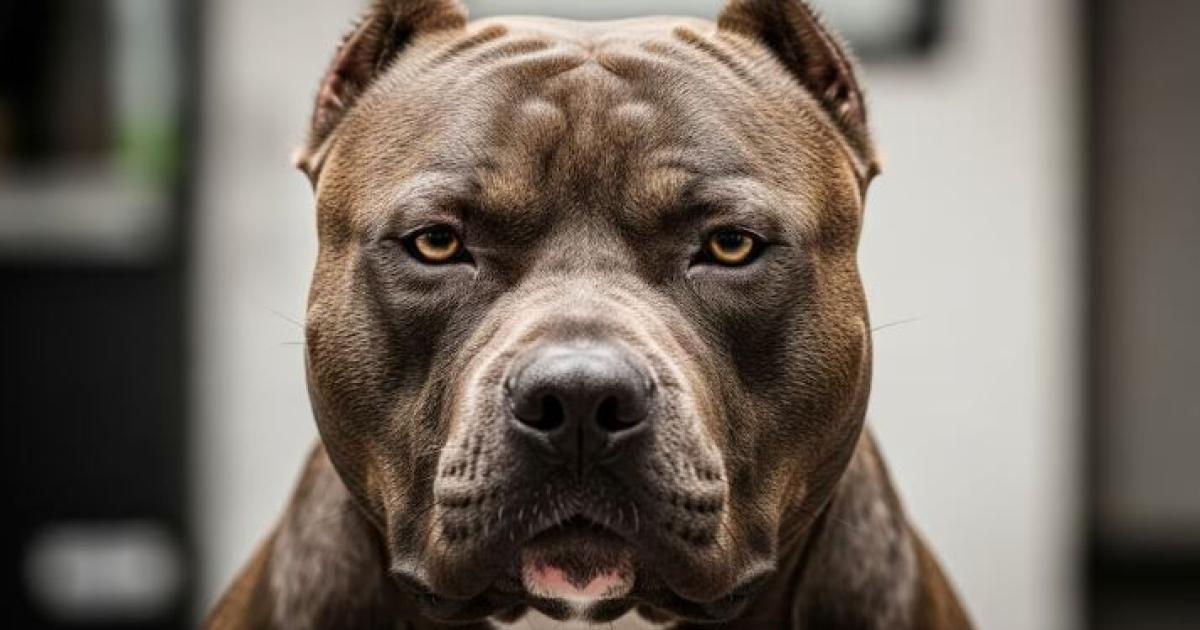 Coacuterdoba- dos nintildeos murieron tras ser atacados por perros en menos de 24 horas
