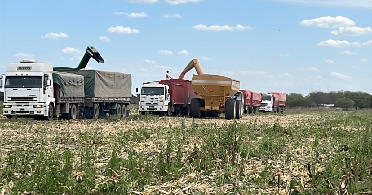 TRILLADA La cosecha fue levantada todo el día s�bado Después conducida a Villa Minetti
