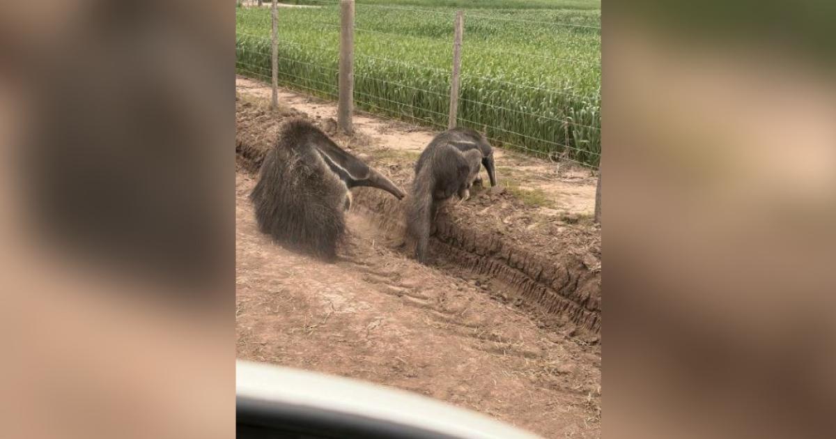 Osos hormigueros en un campo de siembra de trigo en Los Juríes - Foto- Faceboo Enzo Leguizamón