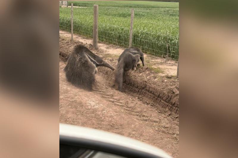 Osos hormigueros en un campo de siembra de trigo en Los Juríes - Foto- Faceboo  Enzo Leguizamón