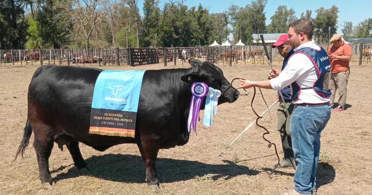 Martina una vaca de Monte Quemado obtuvo el Reservado Gran Campeoacuten Brangus