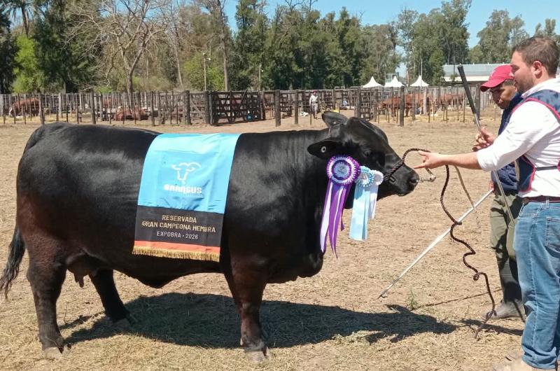 Martina una vaca de Monte Quemado obtuvo el Reservado Gran Campeoacuten Brangus