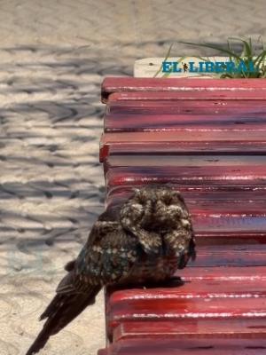 El Dormiloacuten de la fauna santiaguentildea en plaza Liberta
