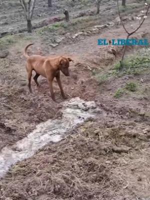 Hoy se trabaja ni el perro se salva