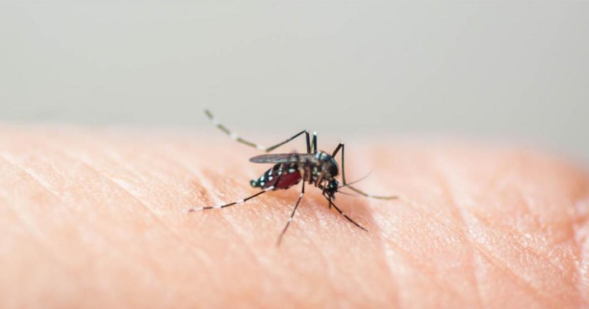Alerta- confirmaron un nuevo caso de dengue en el uacuteltimo reporte