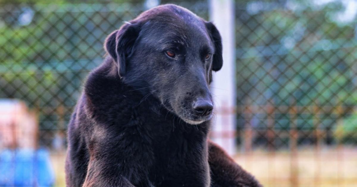 Día del Perro Adoptado- una fecha para recordar que una segunda oportunidad puede cambiarlo todo