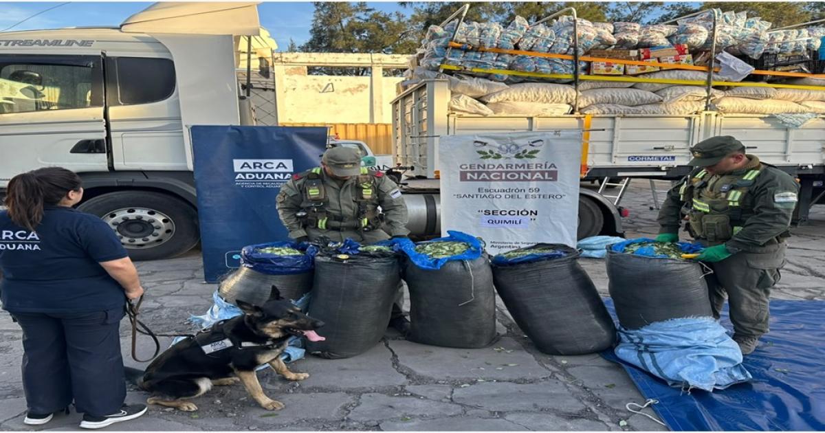 Hallan millonario cargamento de hojas de coca oculto en un camioacuten