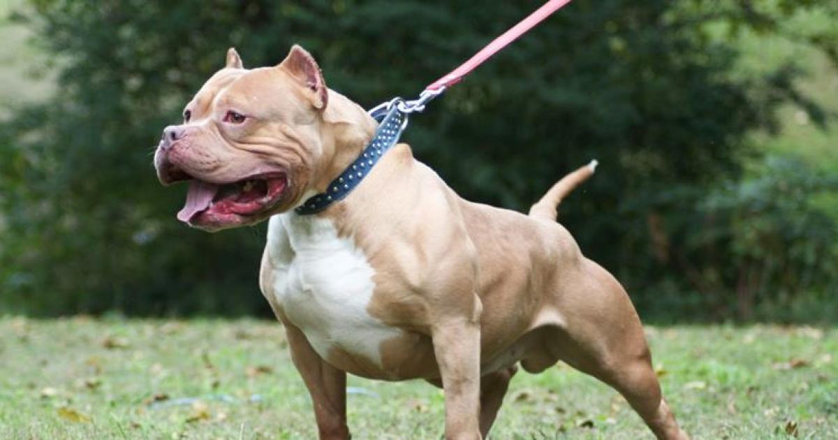 Conmocioacuten- un pitbull atacoacute a una nena de dos antildeos y la dejoacute en terapia intensiva