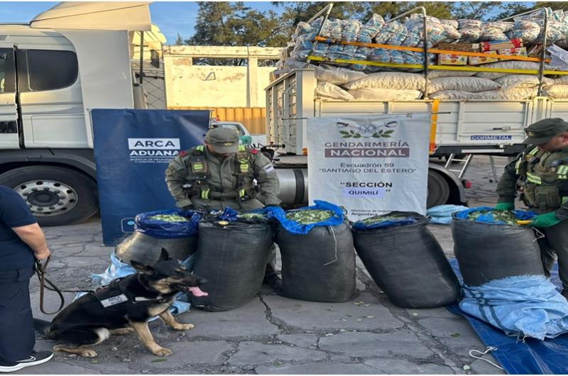 Hallan millonario cargamento de hojas de coca oculto en un camioacuten