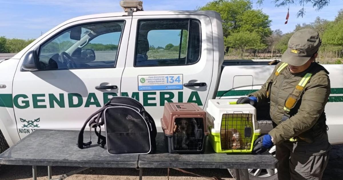 Secuestro de cachorras en Ruta 34- la ONG Bichos denuncioacute hostigamiento