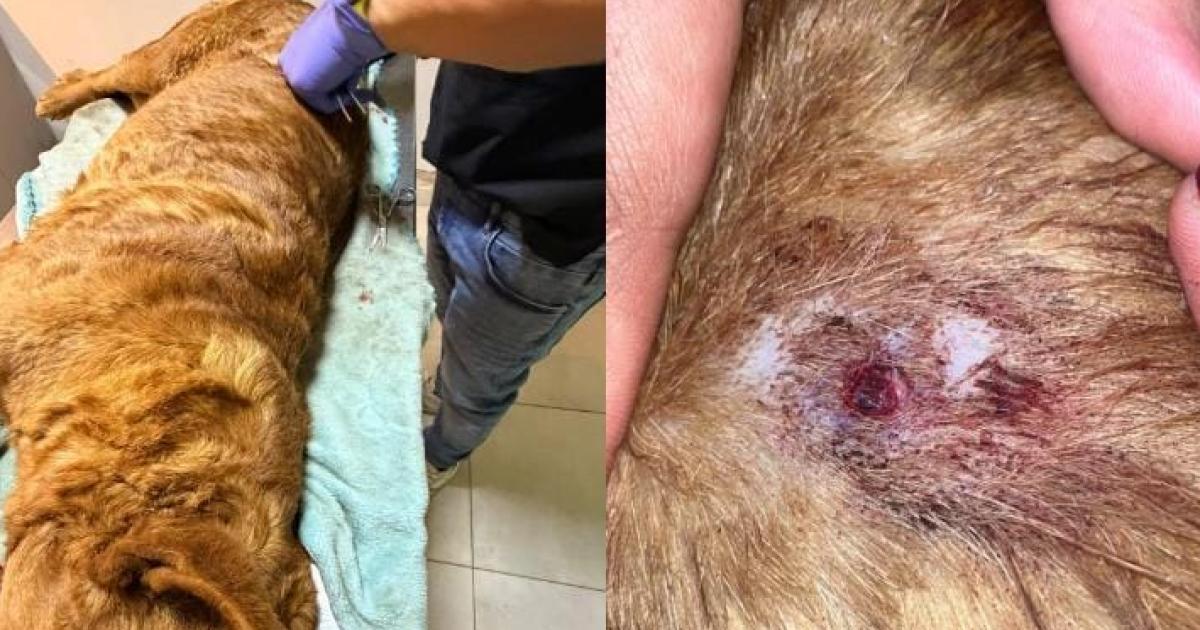 Brutalidad e impunidad- sujeto ejecutoacute a sangre friacutea a un perro
