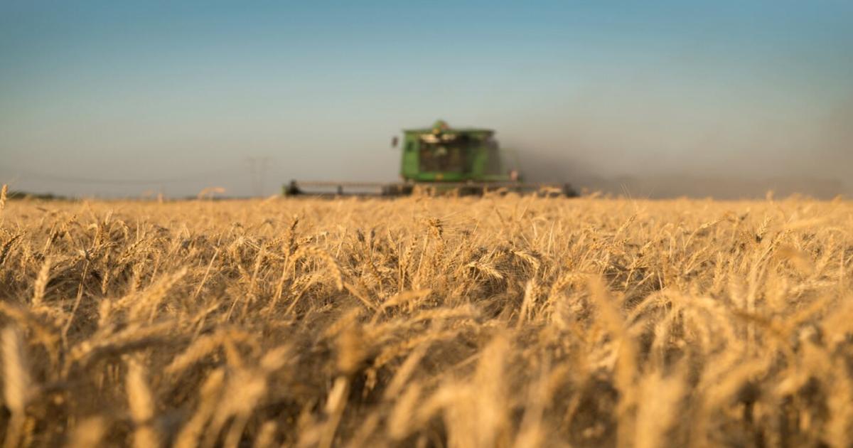Durante los primeros nueve meses de 2026 las exportaciones de granos y subproductos totalizaron US 22275 millones (Foto Google)