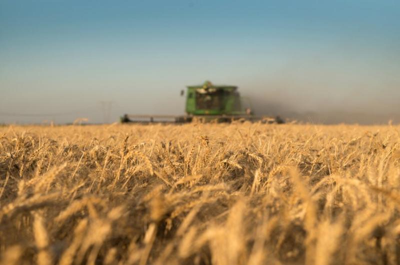 Durante los primeros nueve meses de 2026 las exportaciones de granos y subproductos totalizaron US 22275 millones (Foto Google)