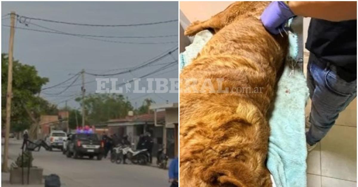 VIDEO Asiacute detuvieron al vecino que matoacute de un disparo al perro Chiquito en el barrio La Catoacutelica