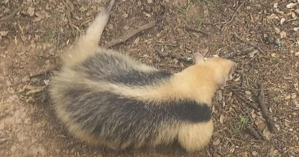 Rescataron y liberaron a un oso melero que aparecioacute junto a una escuela en Santiago