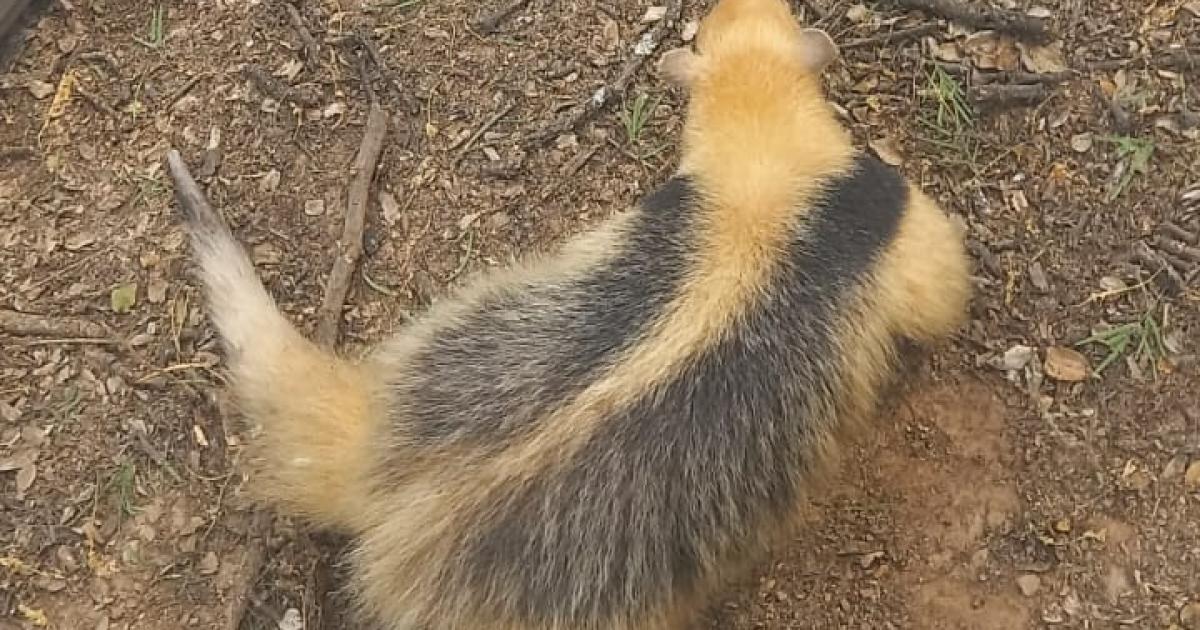 Rescataron y liberaron a un oso melero que aparecioacute junto a una escuela en Santiago