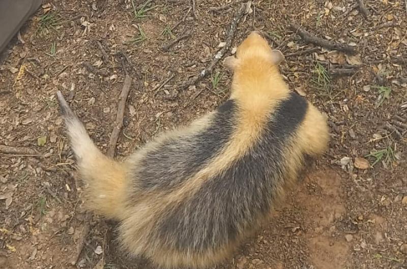 Rescataron y liberaron a un oso melero que aparecioacute junto a una escuela en Santiago