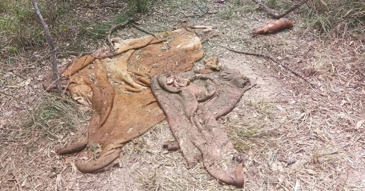 Cuatrero faenoacute un toro Brangus de 3 M- dejoacute solo el cuero y viacutesceras