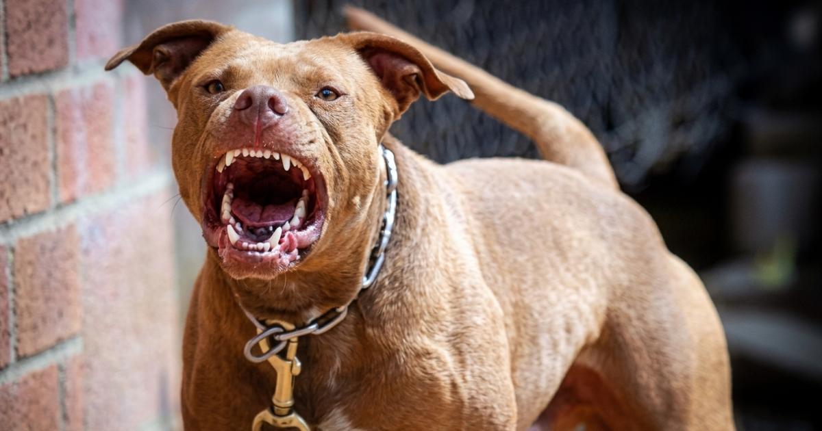 Un adolescente fue atacado por un pitbull en el barrio Almirante Brown