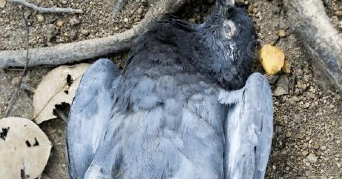 Dos menores fueron sorprendidos cazando palomas en el techo de una escuela