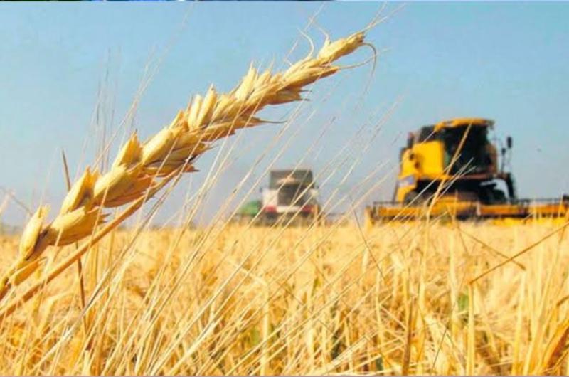 El trigo pone a prueba al sur santiaguentildeo- clima y condiciones que marcaraacuten la cosecha