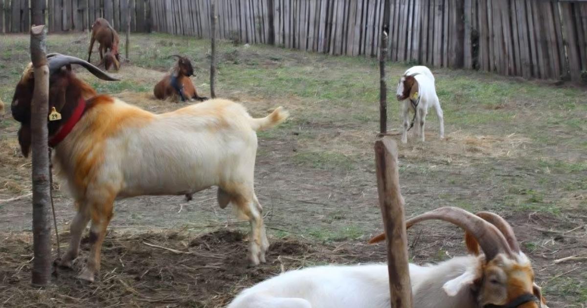 Hoy se lanza la 6ordf Feria Caprina del Oeste Santiaguentildeo en Friacuteas
