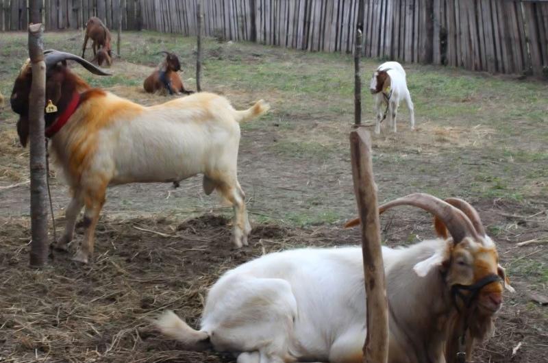 Hoy se lanza la 6ordf Feria Caprina del Oeste Santiaguentildeo en Friacuteas